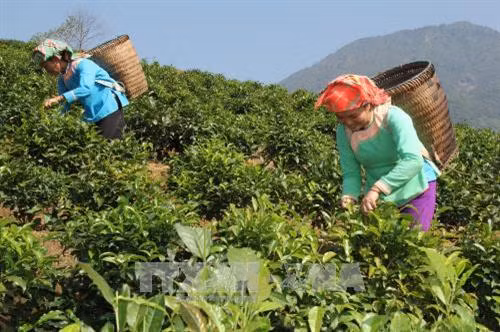 Thu hoạch chè giúp nâng cao kinh tế cho người dân vùng đồng bào dân tộc ở huyện Than Uyên. Ảnh: Quang Duy - TTXVN