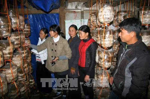 Lớp đào tạo nghề trồng nấm rơm đồng bào dân tộc bản Én Luông, xã Mường Than, huyện Than Uyên. Ảnh: Quang Duy - TTXVN