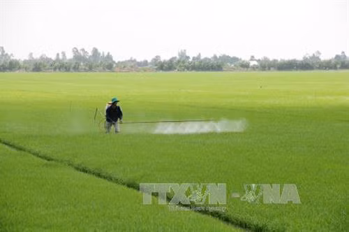 Nông dân huyện Tân Hiệp phun thuốc phòng trừ sâu bệnh cho những trà lúa đang trong giai đoạn đẻ nhánh và làm đòng. Ảnh: Bùi Như Trường Giang - TTXVN
