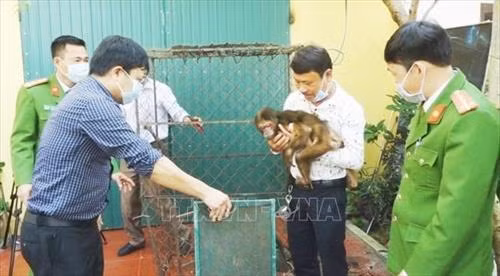 Cá thể khỉ mặt đỏ quý hiếm được người dân tự nguyện giao nộp cho cơ quan chức năng tỉnh Quảng Bình. Ảnh: TTXVN phát