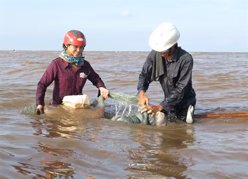 Phụ nữ cũng tham gia đánh bắt tép trắng trên biển. Ảnh: Xuân Tiến- TTXVN