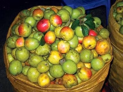 Đậm đà hương vị Táo mèo ảnh 1