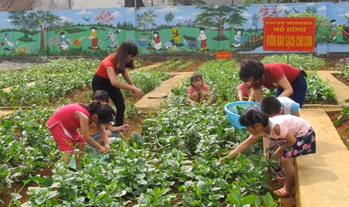 Hiệu quả mô hình vườn rau sạch cho trẻ mầm non ở Ninh Bình
