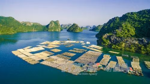Phát triển nuôi cá lồng bè trên Vịnh Gia Luận - Cát Bà, nơi được coi là khu vực phát triển kinh tế và du lịch trọng điểm của thành phố Hải Phòng. Ảnh: Trọng Đạt – TTXVN