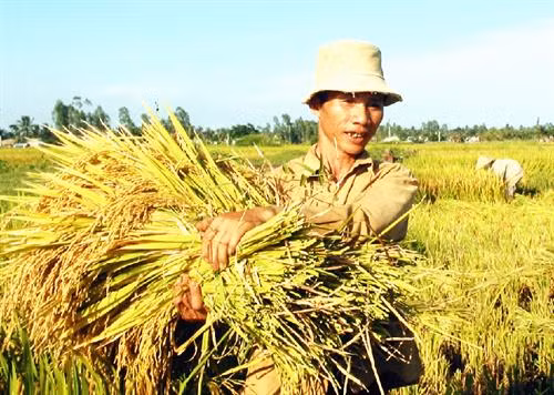 Chuyển đổi cơ cấu sản xuất thích ứng với thời tiết ở Gò Công Tây ảnh 1