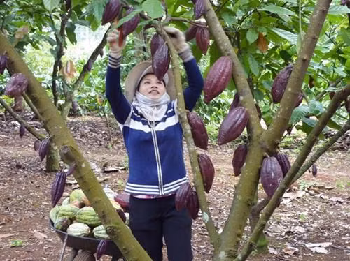 Chuyển đổi cơ cấu sản xuất thích ứng với thời tiết ở Gò Công Tây ảnh 2