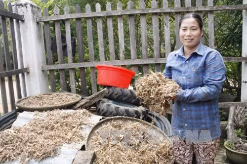 Chị Nguyễn Thị Ước phơi sâm đá. Ảnh: TTXVN