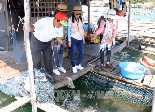 Khách du lịch thăm quan nơi nuôi cá lồng bè ở xã đảo Tiên Hải. Ảnh: Lê Huy Hải - TTXVN
