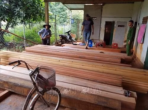 Điểm tập kết gỗ lậu được cơ quan chức năng phát hiện. Ảnh: TTXVN phát