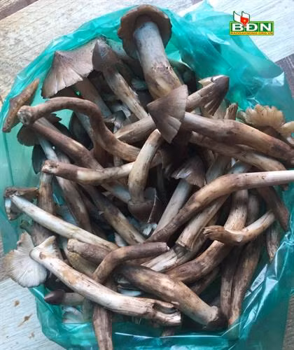 Nấm mối là đặc sản của người Tây Nguyên khi mùa mưa về.
