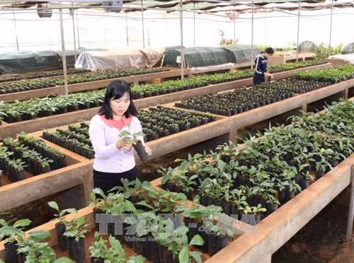 Kiểm tra sự phát triển của diện tích cây cà phê giống năng suất cao tại vườn ươm của Viện Khoa học Kỹ thuật Nông Lâm nghiệp Tây Nguyên tại Đắk Lắk. Ảnh: Vũ Sinh – TTXVN