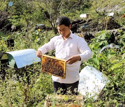 Người nuôi đưa từng cầu ong ra ngoài kiểm tra lượng mật rồi mới khai thác