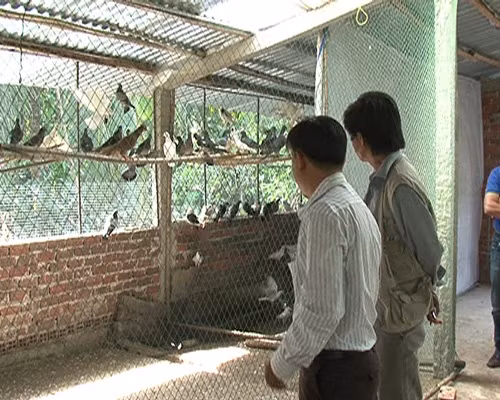 Nuôi bồ câu gà cho thu nhập cao ảnh 1