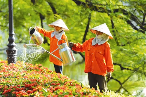 Công nhân Công ty Công viên cây xanh Hà Nội chăm sóc hoa trên các tuyến phố của Thủ đô