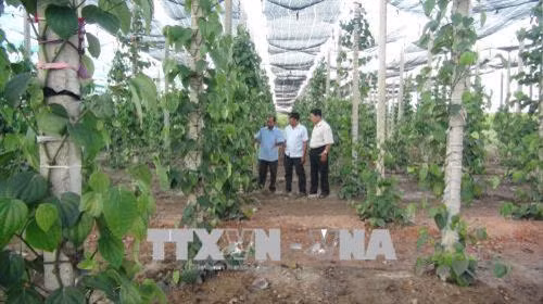 Ông Cáp Quốc Hà bên mô hình tiêu sạch ứng dụng công nghệ cao. Ảnh: Thanh Thủy-TTXVN