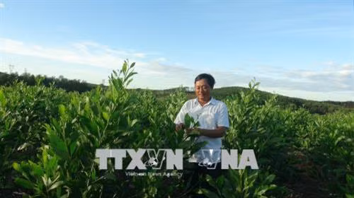 Ông Cáp Quốc Hà với mô hình trồng hơn 200 ha rừng keo. Ảnh: Thanh Thủy - TTXVN