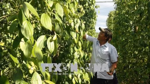 Ông Cáp Quốc Hà bên mô hình tiêu sạch ứng dụng công nghệ cao. Ảnh: Thanh Thủy - TTXVN