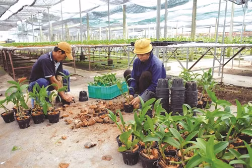 Mô hình trồng lan trong nhà kính đang được nhân rộng cho nông dân Thành phố Hồ Chí Minh (Ảnh: Mạnh Linh - Phương Vi)