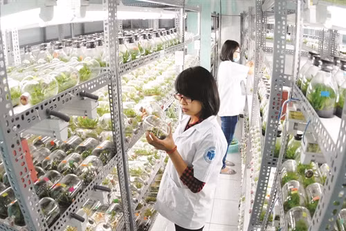 Ứng dụng công nghệ cao vào sản xuất nông nghiệp tại Khu Nông nghiệp Công nghệ cao Thành phố Hồ Chí Minh (Ảnh: Mạnh Linh - Phương Vi)