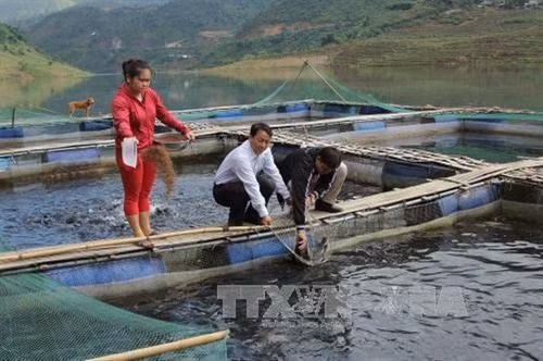 Mô hình nuôi cá lồng trên lòng hồ thủy điện ở Lai Châu cho hiệu quả kinh tế cao. Ảnh: TTXVN