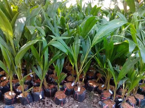 Cây dừa giống xiêm lùn. Ảnh: caygiongnongnghiep.com.vn