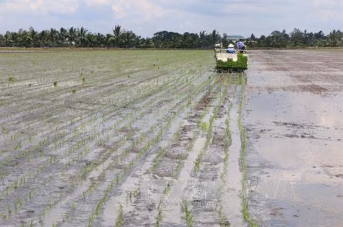 Cấy lúa bằng máy cho năng suất cao hơn 1 tấn lúa/ha so với sạ bằng tay. Ảnh: Nguyễn Văn Trí -TTXVN