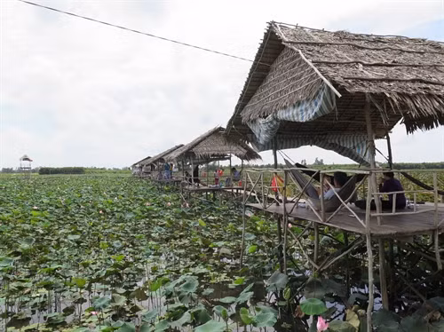Khách du lịch nghỉ ngơi tại khu du lịch sinh thái sen - cá, đồng sen Gò Tháp, huyện Tháp Mười, tỉnh Đồng Tháp.