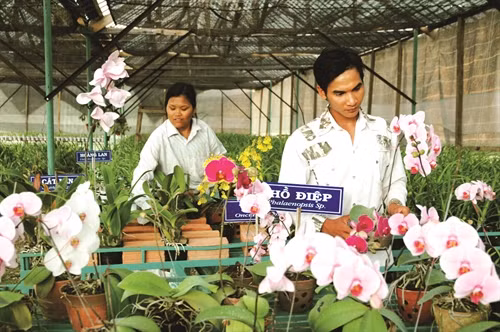 Nhiều nhà vườn ở Măng Đen trồng các loại hoa xứ lạnh phục vụ nhu cầu của du khách