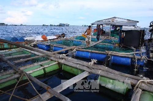 Một hộ gia đình nuôi cá lồng bè tại vùng biển Phú Quốc (Kiên Giang). Ảnh: Duy Khương - TTXVN