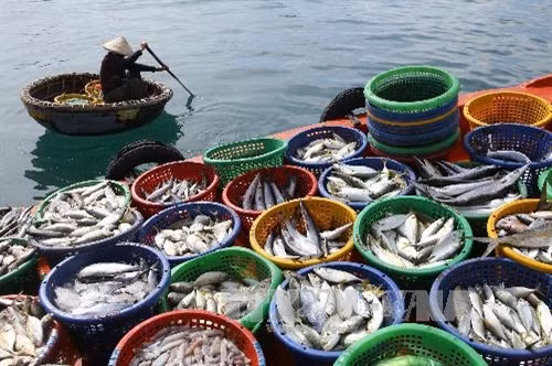 Những rổ cá trên khoang tàu-sản phẩm từ biển của ngư dân Kiên Giang tại cảng An Thới, Phú Quốc. Ảnh: Duy Khương - TTXVN