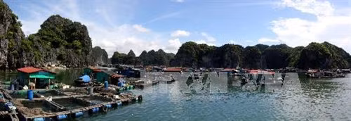 Huyện đảo Cát Hải hiện có 309 hộ với 588 bè nuôi các loại thủy sản. 5 tháng đầu năm 2014, giá trị sản lượng thủy sản của huyện đạt gần 290 tỷ đồng. Ảnh: Thế Duyệt – TTXVN