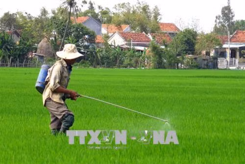 Nông dân ra đồng chăm sóc lúa