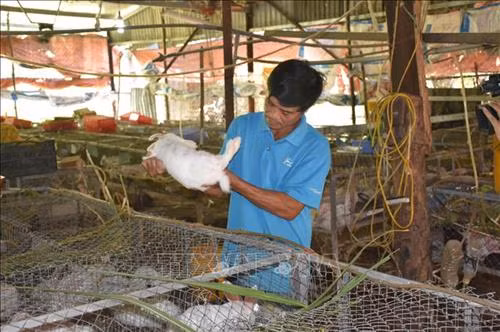 Mô hình nuôi thỏ Niu-di-lân của gia đình anh Hoàng Văn Khánh, trú tại xã Hòa Bắc, huyện Hòa Vang mang lại hiệu quả kinh tế với mức thu nhập trên 100 triệu đồng/năm. Ảnh: Đinh Văn Nhiều-TTXVN