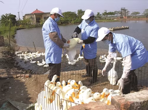 Hà Nội tổ chức chăn nuôi vịt tập trung, kiểm soát và quản lý tốt dịch bệnh, đem lại hiệu quả kinh tế cao