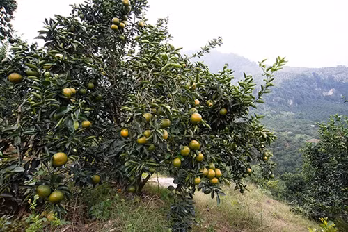 Một vườn cam trên núi đá ở thôn Lăng Đán, xã Phù Lưu (Hàm Yên). Ảnh tuyenquang.gov.vn