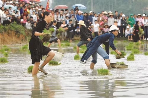 Hội thi cấy lúa diễn ra hào hứng