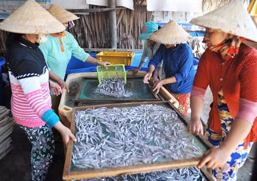 Phát triển nghề làm cá cơm ở Thổ Châu ảnh 1