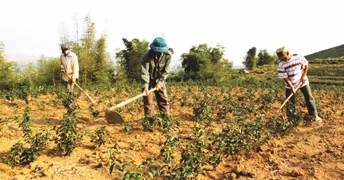 Lai Châu vận động các hộ đồng bào thay thế các giống chè cũ bằng giống chè mới