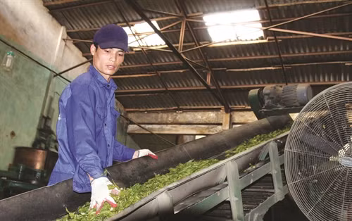 Dây chuyền sản xuất chè tại Công ty Cổ phần Đầu tư Phát triển chè Tam Đường