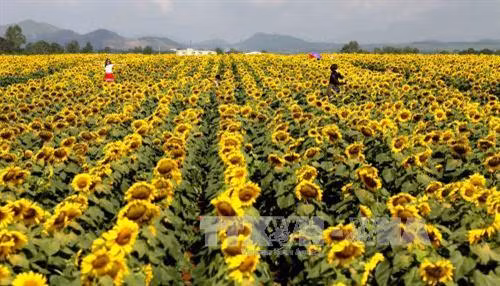 Cánh đồng hoa hướng dương khoảng 60 ha do Công ty Cổ phần Thực phẩm sữa TH trồng tại xã Nghĩa Sơn, huyện Nghĩa Đàn (Nghệ An) đang nở rộ và khoe sắc vàng rực rỡ, thu hút nhiều du khách đến tham quan, chụp ảnh lưu niệm. Ảnh: Thanh Tùng-TTXVN