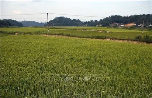 Những cánh đồng xanh mướt, trải dài trên vùng căn cứ địa cách mạng Mường Phăng. Ảnh: Phan Tuấn Anh – TTXVN
