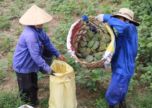 Nông dân ở xã Hương Chữ, thị xã Hương Trà thu hoạch sen.