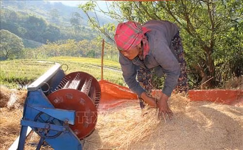 Chị Sung Thị Lâu (dân tộc Mông, sinh năm 1982), trú tại bản Toong, xã Pù Nhi, huyện Mường Lát thu hoạch lúa. Ảnh: Nguyễn Nam – TTXVN