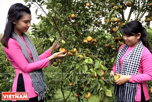 “Vương quốc” quýt hồng Lai Vung ảnh 8