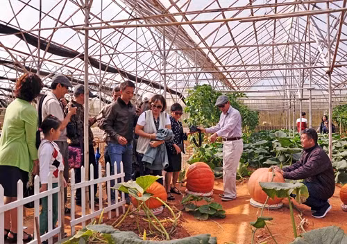 Du khách thích thú tham quan vườn bí khổng lồ trồng tại trang trại của anh Lê Hữu Phan.
