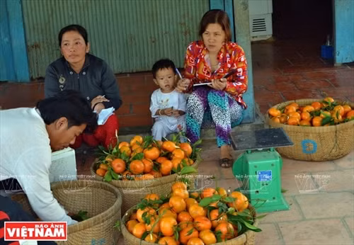“Vương quốc” quýt hồng Lai Vung ảnh 13
