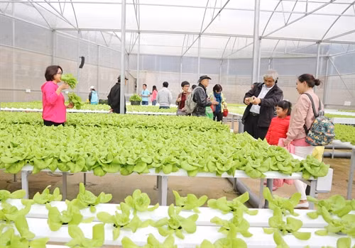 Trang trại rau thủy canh của gia đình anh Nguyễn Văn Dương (Phường 5) tấp nập khách đến tham quan.
