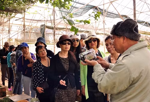 Ông Lê Hữu Phan (Phường 9) giới thiệu cho du khách sản phẩm cà chua đen tại vườn của gia đình.