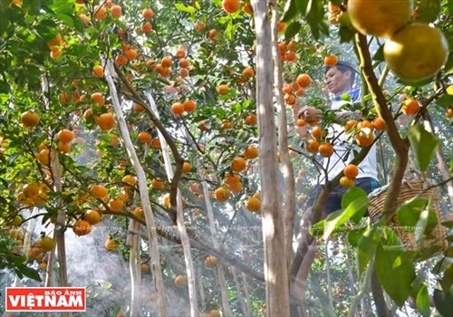“Vương quốc” quýt hồng Lai Vung ảnh 3