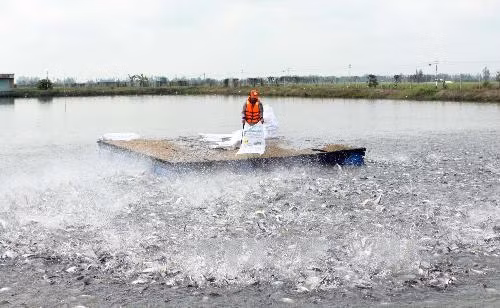 Vùng nuôi cá tra nguyên liệu của Công ty Cổ phần Chế biến và Đông lạnh Việt An (An Giang). Ảnh: Phương Vy-TTXVN